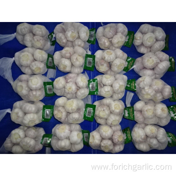 Normal White Garlic Fresh Crop 2019